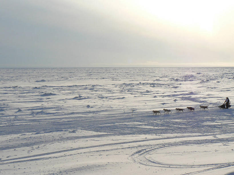 横图,室外,白天,雪,狗,美国,冰,地平线,辽阔,地面,白色,广阔,寒冷,运输,摄影,一望无际,延伸,阿拉斯加,天地相交,无边无际,一马平川,彩图,旅行,白令海