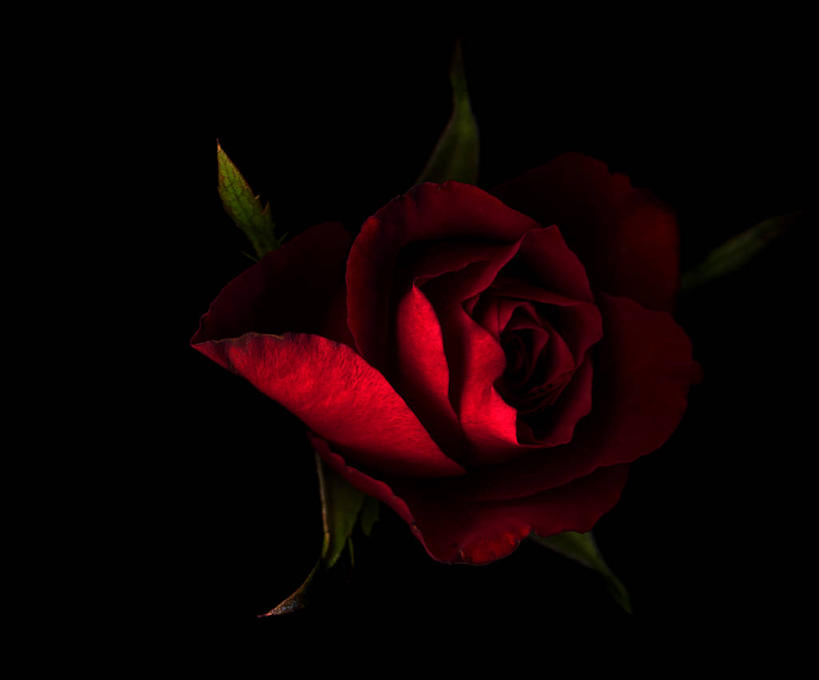 无人,横图,神秘,美景,玫瑰,黑色背景,盛开,景观,花蕾,花,花瓣,花朵,鲜花,一朵,红色,自然,花苞,花蕊,景色,摄影,脆弱,自然风光,彩图,影棚拍摄,暗调