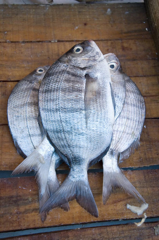 无人,竖图,俯视,室内,特写,白天,非洲,摩洛哥,木制,生食,货摊,饮食,摄影,堆,清新,阿非利加洲,摩洛哥王国,梅克内斯,彩图,高角度拍摄