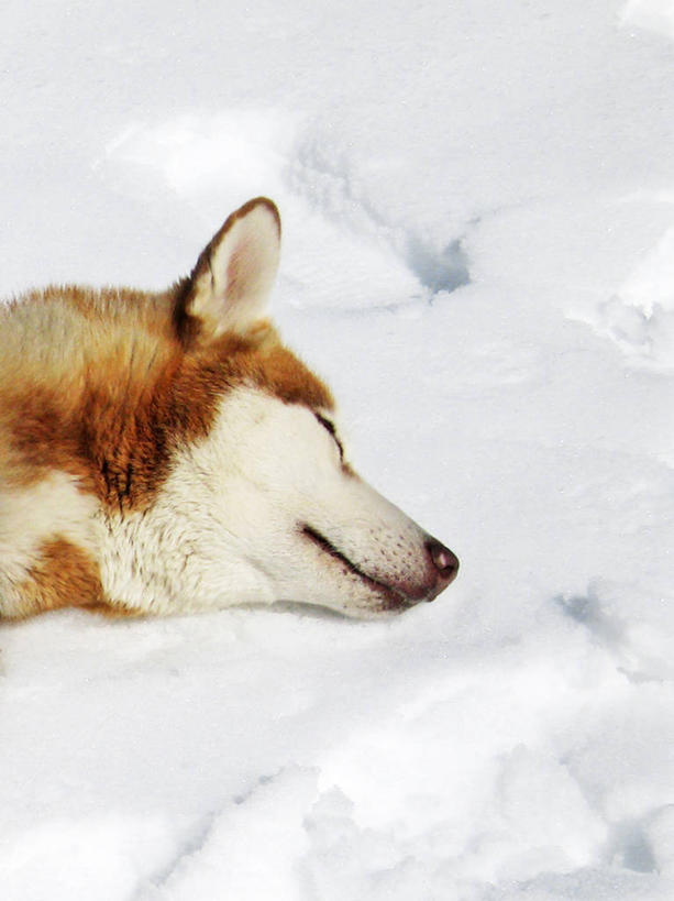 无人,躺,竖图,室外,特写,白天,雪,狗,瑞士,冬天,疲倦,家畜,摄影,疲劳,疲惫,雪橇犬,困乏,疲乏,委顿,疲困,疲顿,疲钝,倦怠,怠倦,策尔马特,闭着眼睛,睡觉,彩图