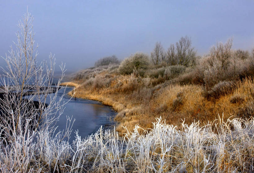无人,横图,室外,白天,雾,荷兰,河岸,冬天,霜,自然,寒冷,摄影,灌木,宁静,彩图