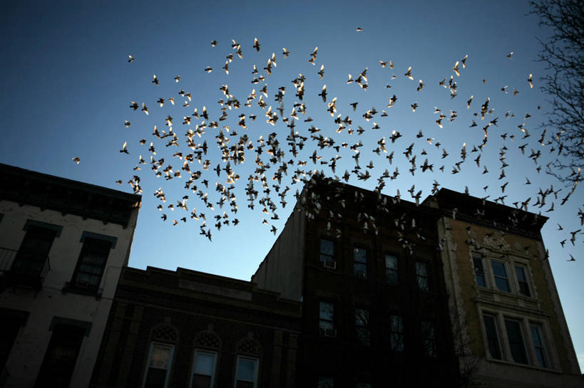 无人,横图,室外,白天,仰视,自由,建筑,鸽子,美国,一群,许多,鸟类,很多,半空,飞,天空,摄影,宁静,住房,威廉斯堡,布鲁克林,彩图,低角度拍摄,旅行