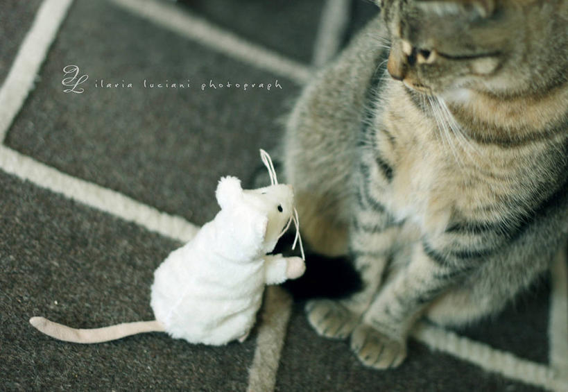 无人,坐,横图,室外,特写,白天,友谊,地板,宠物,猫,意大利,摄影,惊奇,幽默,鼠,迷惑,安科纳,触摸,彩图