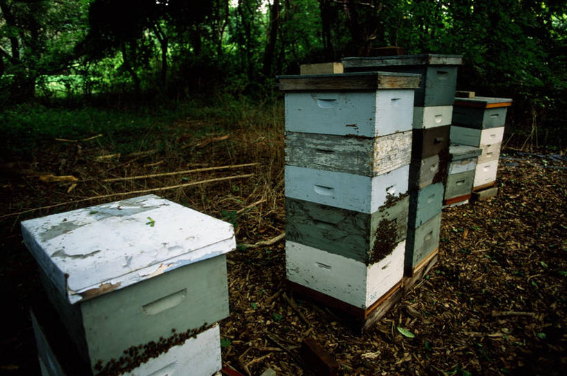 无人,横图,室外,白天,旅游,度假,美景,树林,美国,五个,许多,木制,景观,娱乐,盒子,树,自然,享受,休闲,景色,放松,摄影,饲养,自然风光,蜂箱,纽约州,彩图