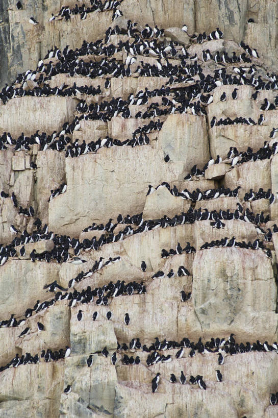 无人,竖图,室外,白天,旅游,度假,美景,海鸟,鸟,野生动物,挪威,一群,许多,丰富,鸟类,鸟巢,景观,悬崖,很多,娱乐,自然,动物,享受,休闲,景色,放松,可爱,摄影,活泼,宁静,自然风光,海雀,厚嘴海鸦,崖海鸦,海鸦,自然地理,岩石,彩图