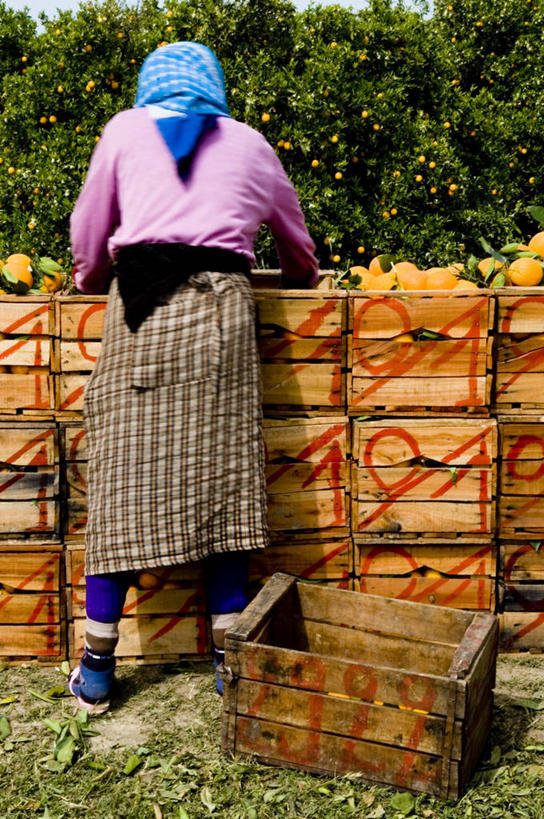 成年人,老年人,一个人,竖图,室外,裙子,农业,采摘,摩洛哥,仅一个女性,仅一个人,许多,服装,工作,数字,果树,很多,古典,桔树,背面,衣服,橙色,摄影,服饰,仅一个老年女性,衣着,穿着,板条箱,衣饰,老年女性,女人,女性,彩图