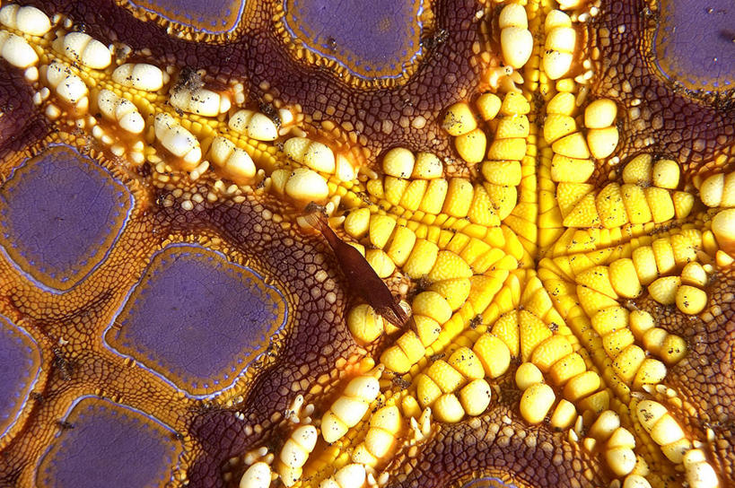 无人,横图,室外,特写,白天,水下,海星,印度尼西亚,虾,动物,两只,摄影,复杂,美娜多,彩图