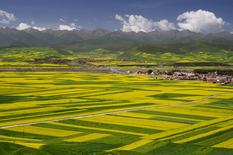 无人,横图,俯视,室外,白天,农业,农作物,山脉,条纹,地平线,田地,乡村,辽阔,地面,黄色,绿色,油菜花,广阔,摄影,宁静,一望无际,延伸,青海省,天地相交,无边无际,一马平川,高角度拍摄,景观设计