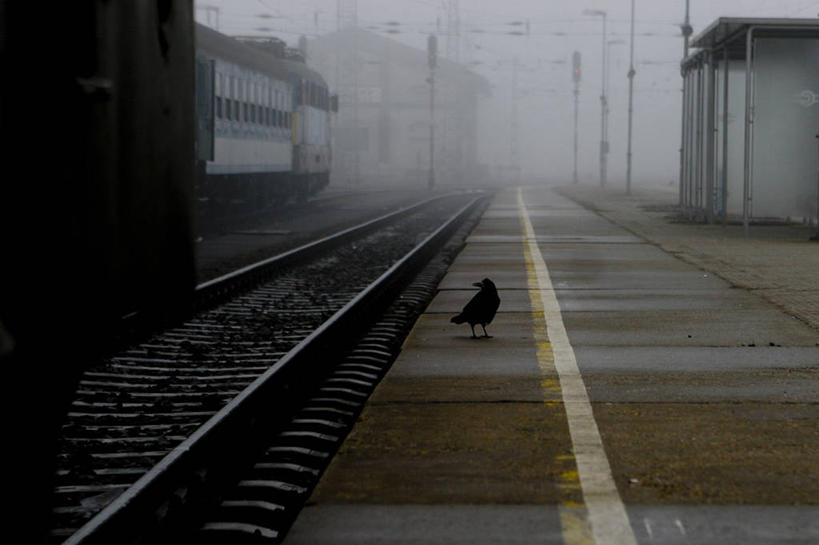 无人,火车站,横图,室外,白天,雾,路,铁路,火车,车站,野生动物,轨道,站台,交通,铁轨,月台,运输,摄影,乌鸦,匈牙利共和国,彩图,铁路车站,铁路站
