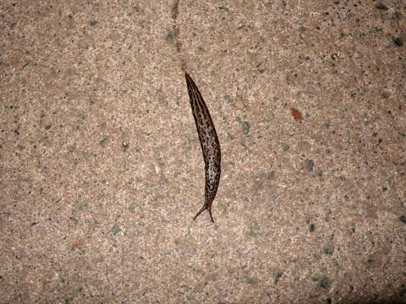 横图,俯视,室外,夜晚,野生动物,英国,首都,爬,鹅卵石,摄影,照亮,鼻涕虫,肌理,式样,彩图,高角度拍摄