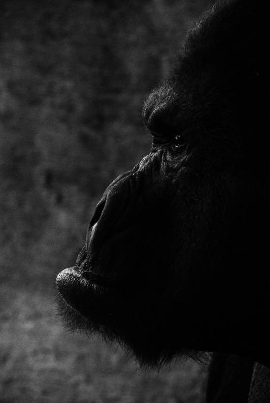 无人,竖图,黑白,特写,侧面,西班牙,思考,摄影,大猩猩,肖像,影棚拍摄