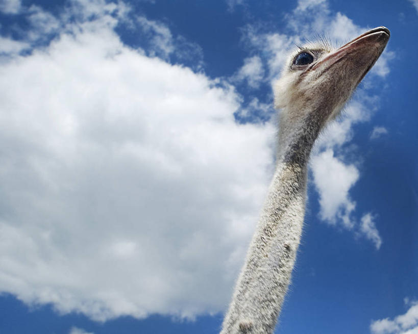 无人,横图,室外,白天,仰视,野生动物,鸵鸟,加拿大,云,自然,摄影,安大略省,颈,彩图,低角度拍摄