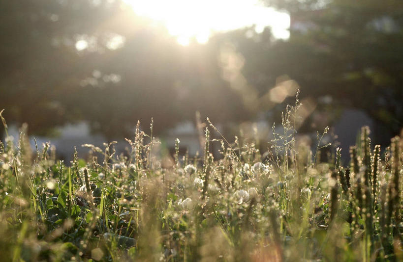 无人,公园,横图,室外,镜头眩光,日落,日光,日本,草,树,自然,摄影,生长,清新,彩图