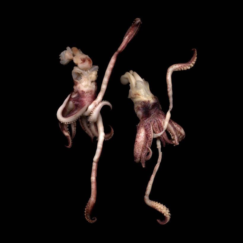 无人,方图,野生动物,英国,黑色背景,一对,饮食,动物,两只,摄影,幽默,彩图,影棚拍摄,舞蹈