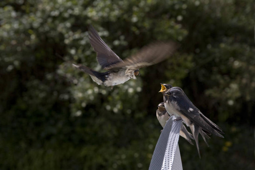 无人,横图,室外,白天,侧面,运动模糊,野生动物,燕子,英国,澳大利亚,四只,一排,整齐,并排,半空,飞,排列,自然,动物,张嘴,摄影,栖息,队列,大洋洲,塔斯马尼亚,澳洲,张大嘴巴,南方大陆,澳大利亚联邦,塔斯马尼亚州,康沃尔,朗塞斯顿,张开嘴,彩图,动物行为