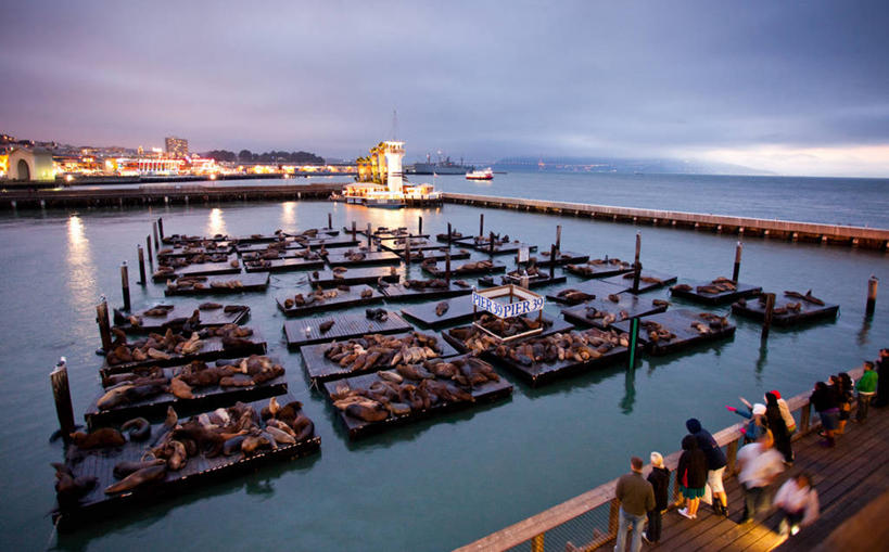 码头,横图,俯视,室外,海洋,水,海狮,美国,一群,许多,反射,地平线,很多,摄影,观看,照亮,加利福尼亚,旧金山,彩图,高角度拍摄,海港,动物行为