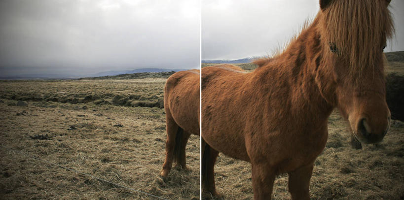 无人,站,横图,全景,室外,白天,草原,野生动物,冰岛,地平线,地形,辽阔,褐色,地面,首都,自然,广阔,摄影,一望无际,延伸,天地相交,无边无际,一马平川,雷克雅未克,冰岛马,彩图,独处