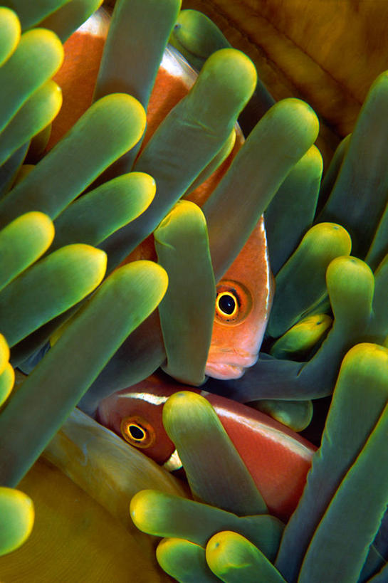 无人,竖图,彩色,室外,特写,白天,水下,海洋,海葵,印度尼西亚,三只,触须,鱼类,自然,摄影,五颜六色,保护,色彩斑斓,隐藏,五彩缤纷,海葵鱼,五彩斑斓,五光十色,彩图