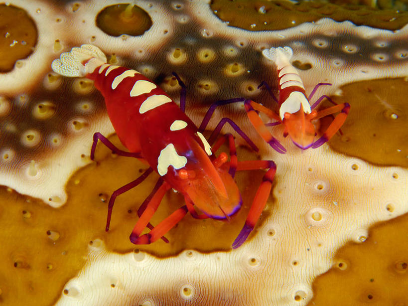 无人,横图,俯视,室外,水下,美景,印度尼西亚,三只,并排,景观,虾,自然,景色,摄影,北苏拉威西,自然风光,式样,美娜多,彩图,高角度拍摄