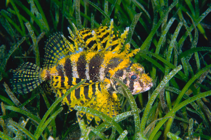 游泳,无人,横图,彩色,室外,白天,侧面,水下,海洋,印度尼西亚,条纹,鱼类,黄色,自然,摄影,五颜六色,保护,色彩斑斓,北苏拉威西,水生植物,五彩缤纷,蓑鲉,五彩斑斓,五光十色,美娜多,危险,彩图