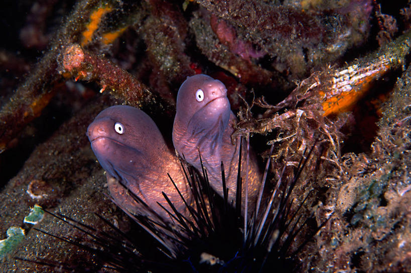 无人,横图,彩色,室外,白天,水下,海洋,印度尼西亚,并排,海鳗,鱼类,紫色,自然,动物,两只,摄影,五颜六色,保护,色彩斑斓,北苏拉威西,五彩缤纷,五彩斑斓,五光十色,美娜多,暗礁,彩图