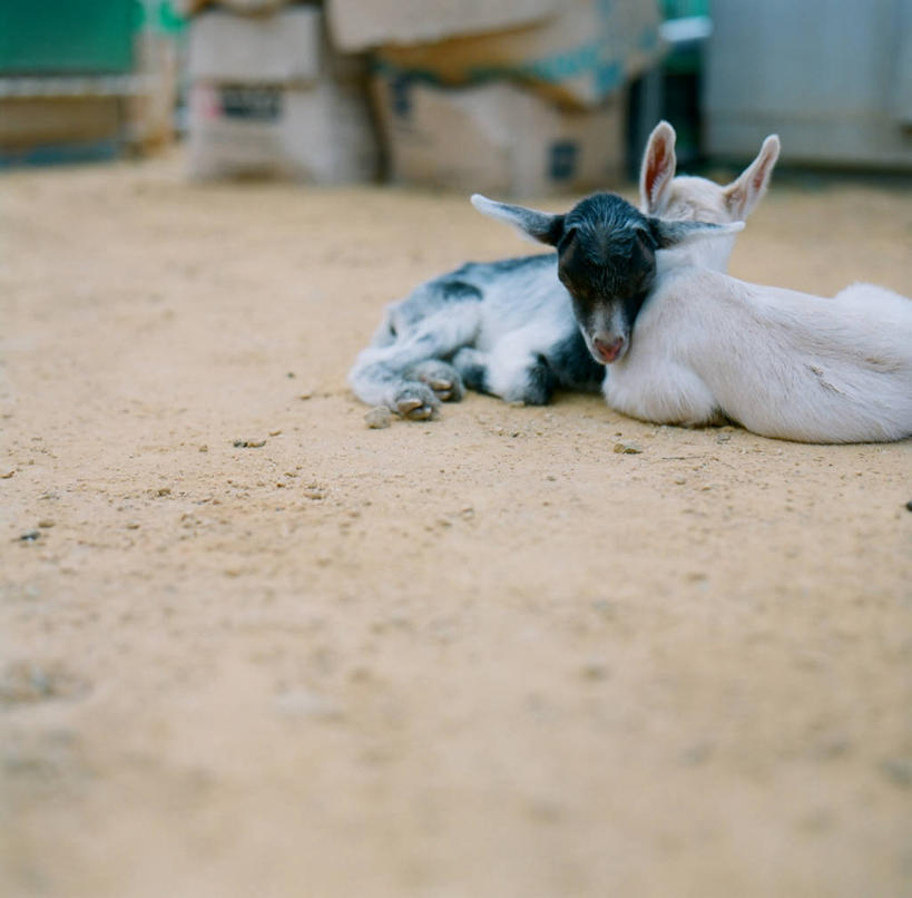 无人,农场,横图,室外,白天,纯洁,美景,日本,沙子,景观,自然,动物,两只,景色,可爱,童年,童趣,摄影,牲畜,自然风光,童真,烂漫,无邪,天真,山羊,彩图,挨着