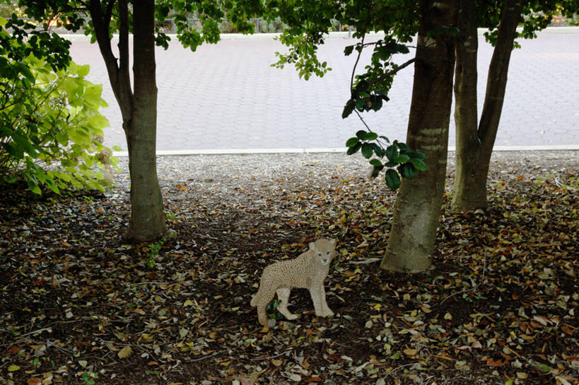 无人,公园,横图,室外,白天,豹子,野生动物,美国,标志,小路,首都,树,动物,摄影,指导,幼兽,金钱豹,印度豹,凶猛,华盛顿特区,文豹,残暴,凶残,猎豹,花豹,豹,彩图