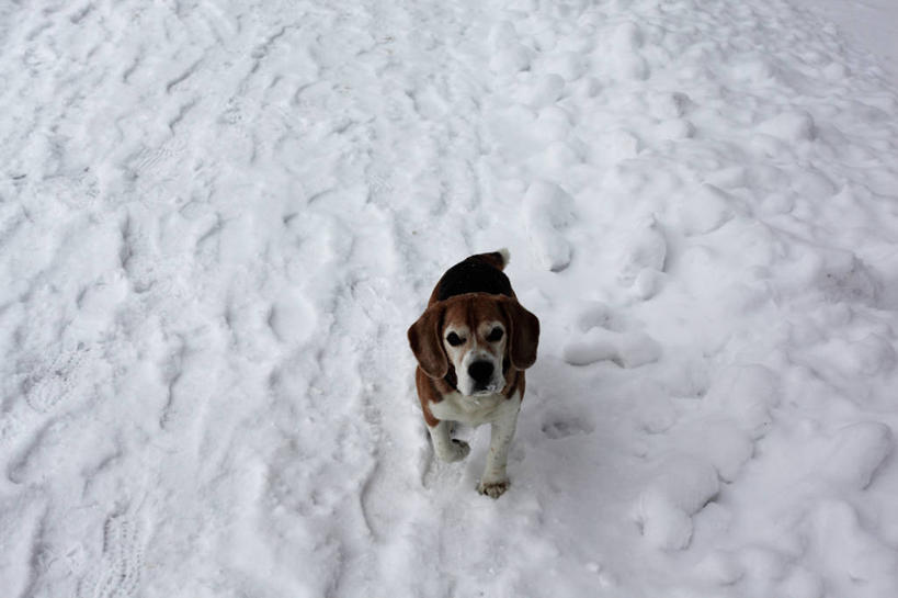 无人,坐,横图,俯视,室外,白天,纯洁,雪,宠物,狗,奥地利,冬天,寒冷,可爱,童年,童趣,摄影,童真,烂漫,无邪,萨尔茨堡,天真,彩图,高角度拍摄,小猎犬,服从