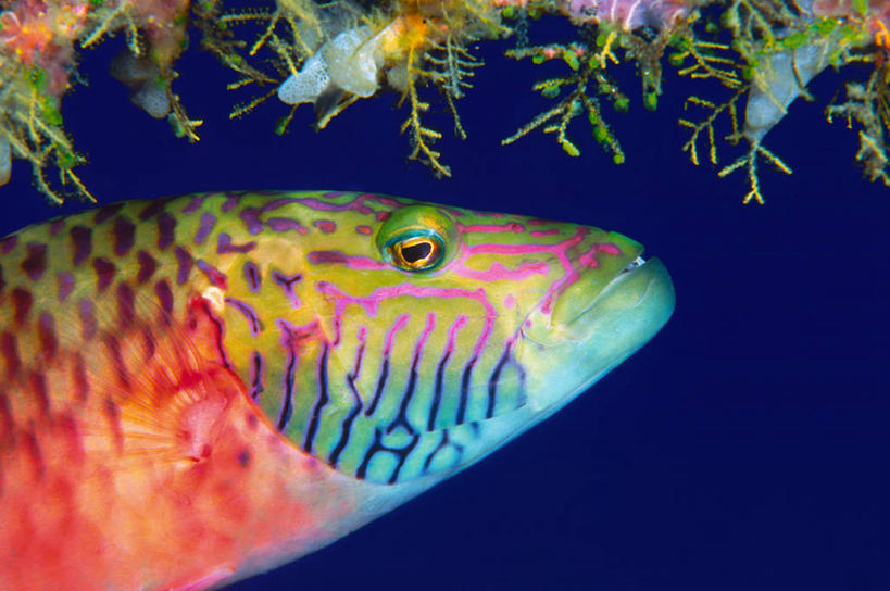 无人,横图,室外,特写,水下,海洋,美景,印度尼西亚,景观,自然,景色,摄影,北苏拉威西,国家公园,自然风光,濑鱼,暗礁,彩图