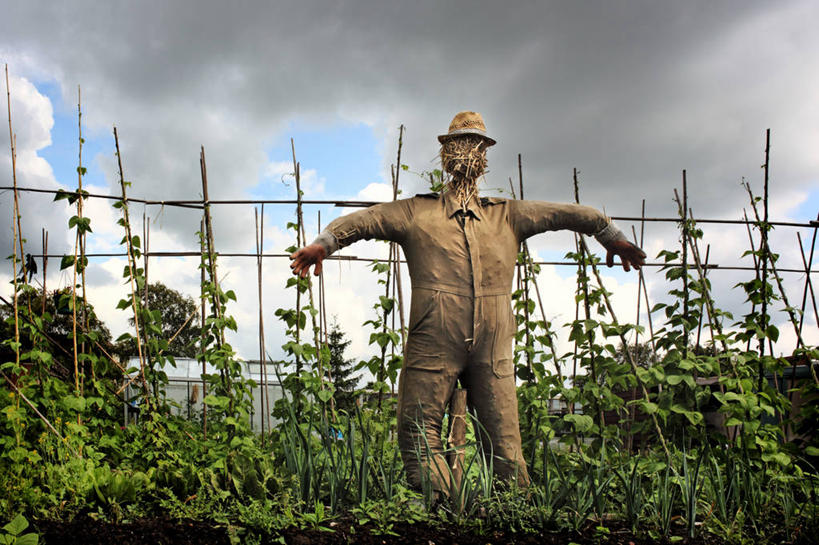 无人,菜园,横图,室外,农业,帽子,荷兰,标志,符号,篱笆,乌云,标识,稻草人,摄影,保护,性别符号,彩图,男性符号
