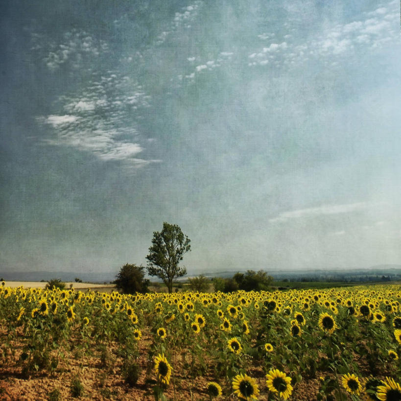 无人,方图,室外,白天,农业,美景,向日葵,法国,欧洲,地平线,景观,辽阔,地面,树,自然,夏天,广阔,景色,活力,摄影,生长,宁静,一望无际,西欧,法兰西,自然风光,延伸,种植园,法兰西共和国,卡尔卡松,天地相交,法兰西第五共和国,无边无际,一马平川,朗格多克.鲁西永,朗格多克.鲁西永大区,彩图,景观设计