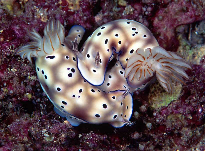 无人,横图,室外,特写,水下,海洋,美景,印度尼西亚,发光,海蛞蝓,贝类,斑点,景观,海洋生物,自然,动物,两只,景色,摄影,软体动物,海兔,北苏拉威西,自然风光,水生动物,水生物,海底动物,海兔螺,彩图,布纳肯岛