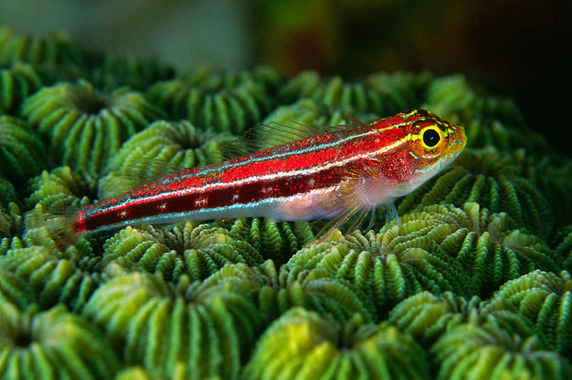 无人,横图,室外,特写,水下,海洋,美景,印度尼西亚,小的,珊瑚,景观,自然,动物,两只,景色,摄影,北苏拉威西,自然风光,彩图,布纳肯岛