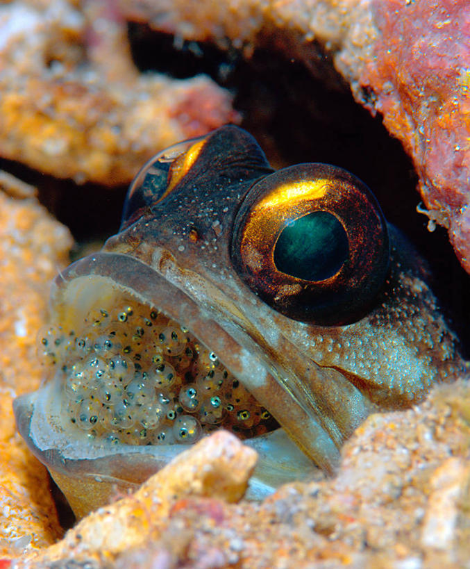 无人,竖图,室外,特写,水下,海洋,印度尼西亚,一群,许多,很多,自然,张嘴,摄影,关爱,张大嘴巴,卵,张开嘴,彩图,布纳肯岛