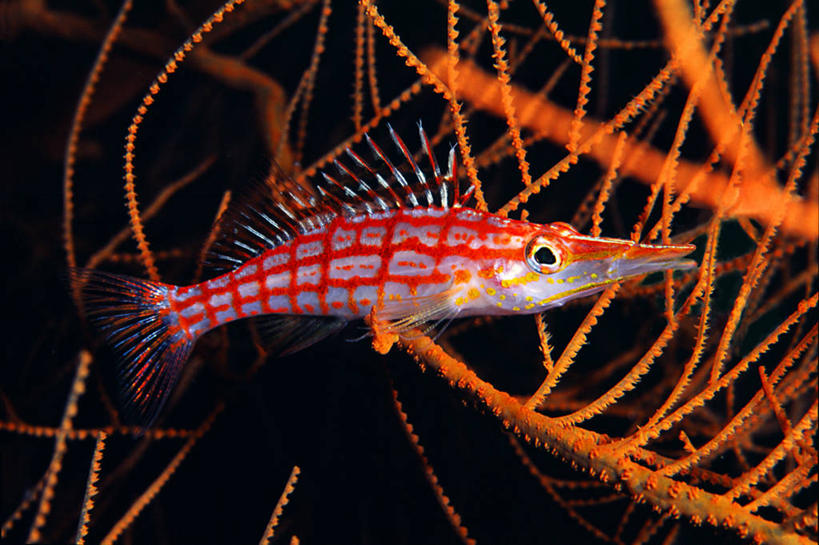 无人,横图,室外,特写,水下,海洋,美景,印度尼西亚,景观,自然,动物,两只,景色,摄影,锋利,尖锐,北苏拉威西,自然风光,彩图,布纳肯岛