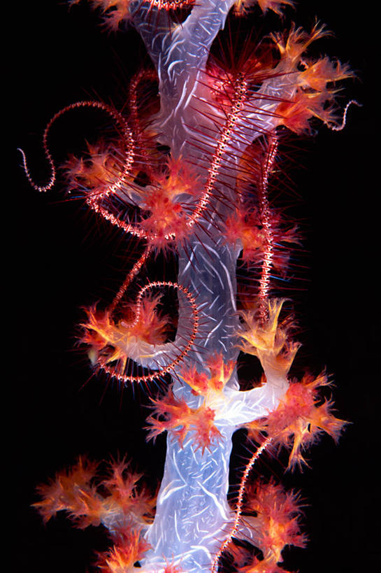 无人,竖图,室外,特写,水下,海洋,美景,印度尼西亚,发光,包装,景观,自然,动物,两只,景色,摄影,北苏拉威西,软珊瑚,自然风光,彩图,布纳肯岛,共生关系