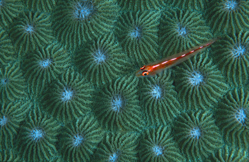 无人,横图,室外,特写,白天,水下,海洋,印度尼西亚,珊瑚,自然,动物,两只,摄影,北苏拉威西,肌理,虾虎鱼,彩图,布纳肯岛,共生关系