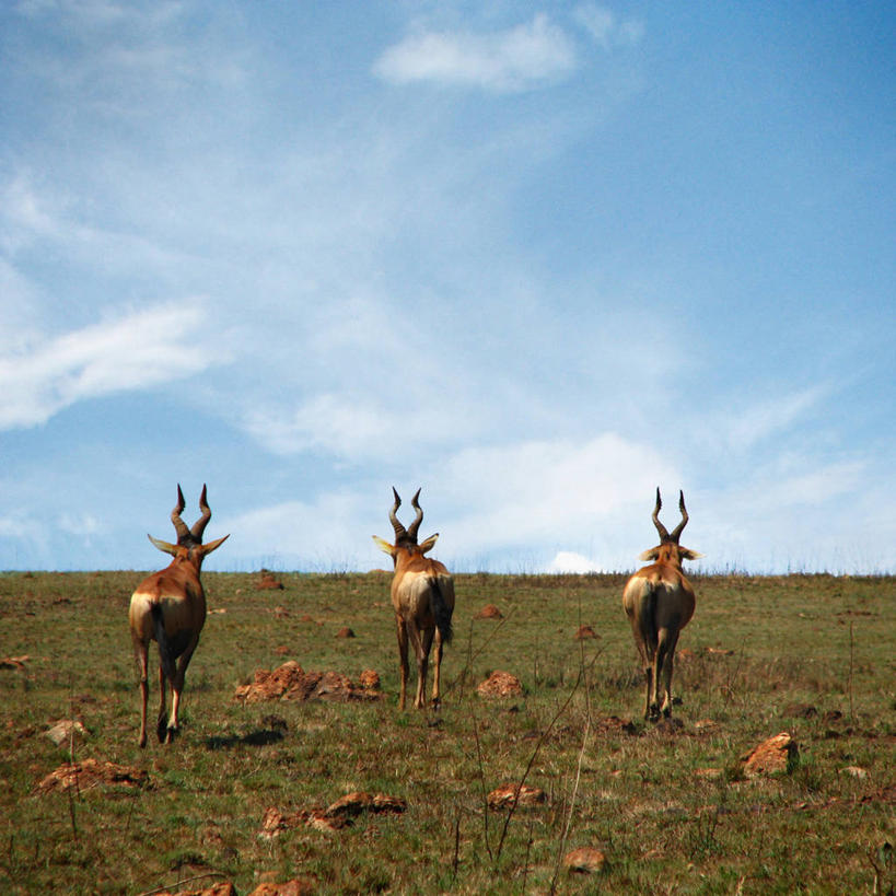 无人,站,方图,室外,白天,比勒陀利亚,南非,三只,一排,整齐,并排,地平线,地形,田地,辽阔,地面,首都,排列,背面,风景,广阔,摄影,宁静,一望无际,队列,延伸,天地相交,无边无际,一马平川,彩图,红狷羚