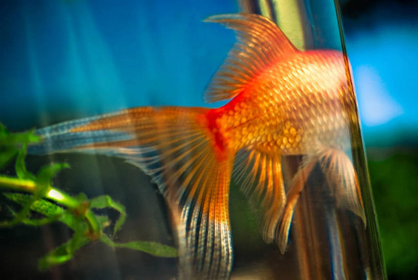 无人,横图,白天,侧面,水下,宠物,巴西,反射,金鱼,数码合成,橙色,摄影,水生植物,彩图
