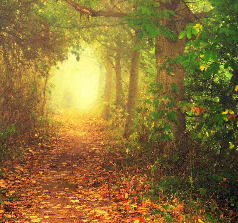 无人,横图,室外,美景,树林,雾,叶子,德国,景观,小路,黎明,风景,自然,景色,摄影,宁静,早晨,清新,自然风光,曼海姆,秋天,彩图,林荫大道