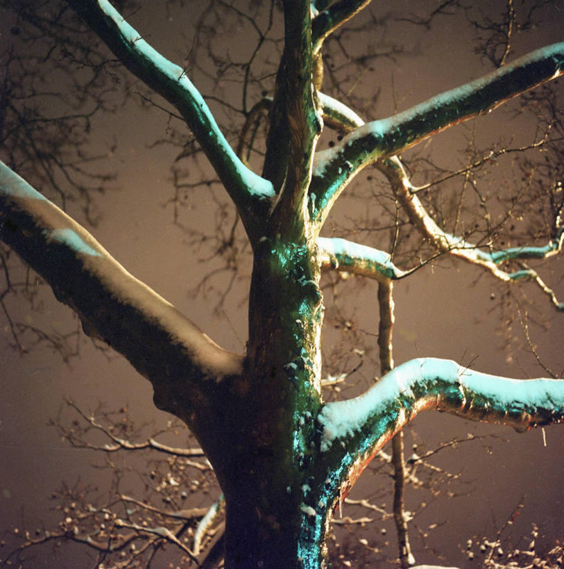 无人,竖图,室外,仰视,神秘,雪,美国,冬天,枝,自然,黄昏,寒冷,摄影,照亮,布鲁克林,彩图,低角度拍摄