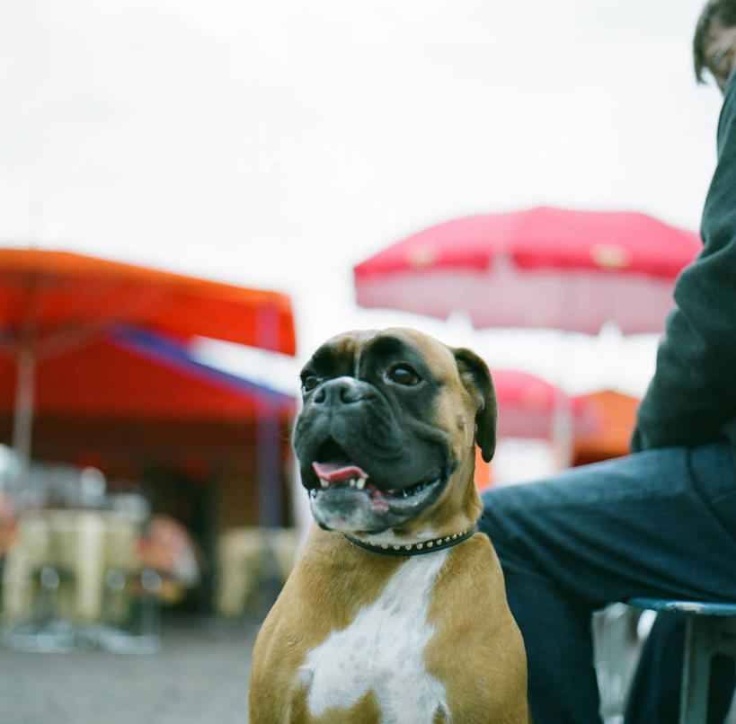 腿,一个人,坐,横图,室外,白天,宠物,法国,朦胧,模糊,遮阳伞,伸舌头,人体,摄影,部分,忠诚,彩图,服从