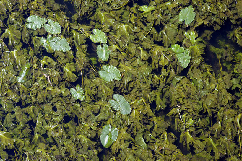 无人,横图,室外,特写,白天,河流,叶子,德国,绿色,自然,夏天,摄影,环境,水生植物,彩图