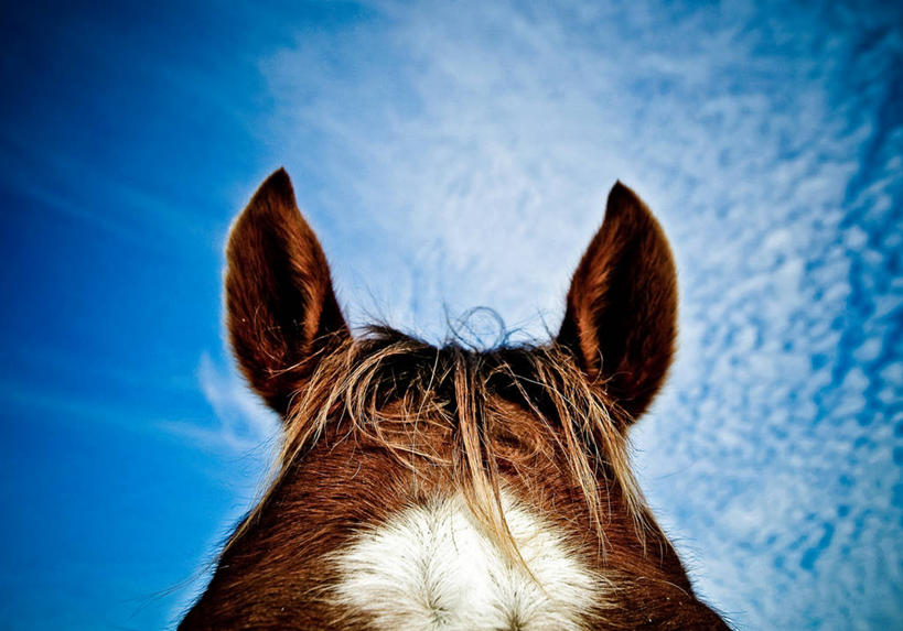 无人,横图,室外,白天,马,美国,天空,家畜,摄影,牲畜,部分,鬃毛,德克萨斯,彩图,感知