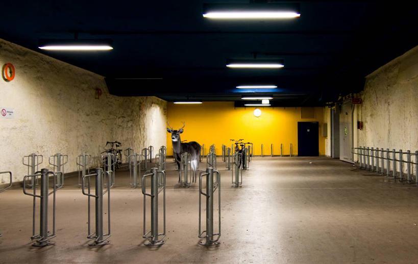 无人,停车场,站,横图,室内,自由,鹿,德国,地铁站,慕尼黑,摄影,幽默,照亮,雄鹿,鹿角,彩图,泊车场