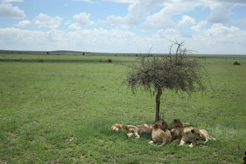 无人,躺,横图,室外,白天,旅游,度假,美景,野生动物,狮子,坦桑尼亚,四只,狮群,地平线,景观,辽阔,树荫,地面,娱乐,草,自然,享受,休息,休闲,广阔,景色,放松,摄影,宁静,一望无际,自然风光,延伸,天地相交,无边无际,一马平川,彩图