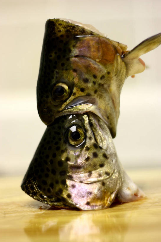 无人,竖图,室内,白天,加拿大,案板,鱼类,动物,两只,摄影,死亡,虹鳟鱼,结束,想法,萨里市,彩图