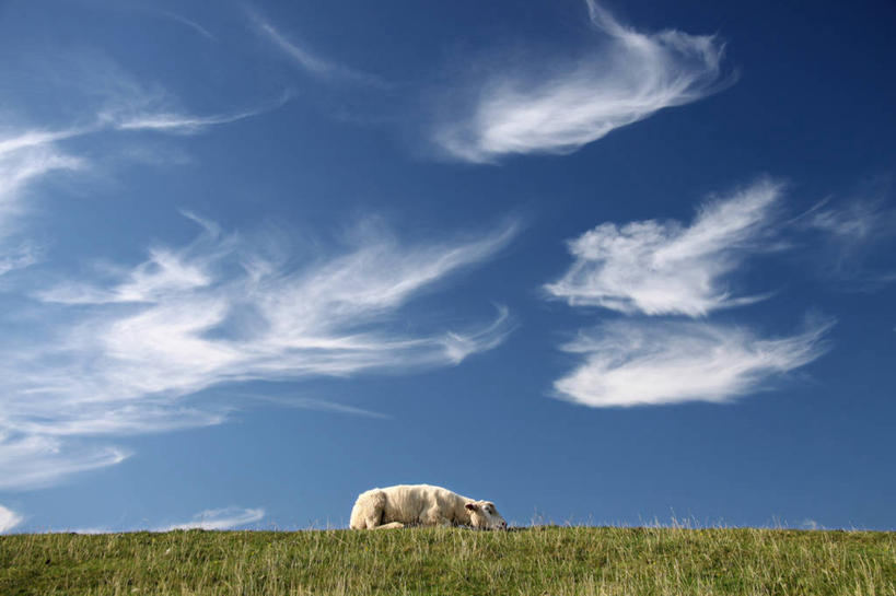 无人,横图,室外,白天,侧面,仰视,农业,牧场,德国,地平线,地形,辽阔,地面,草,自然,广阔,摄影,牲畜,宁静,一望无际,延伸,天地相交,无边无际,一马平川,卷云,绵羊,彩图,低角度拍摄