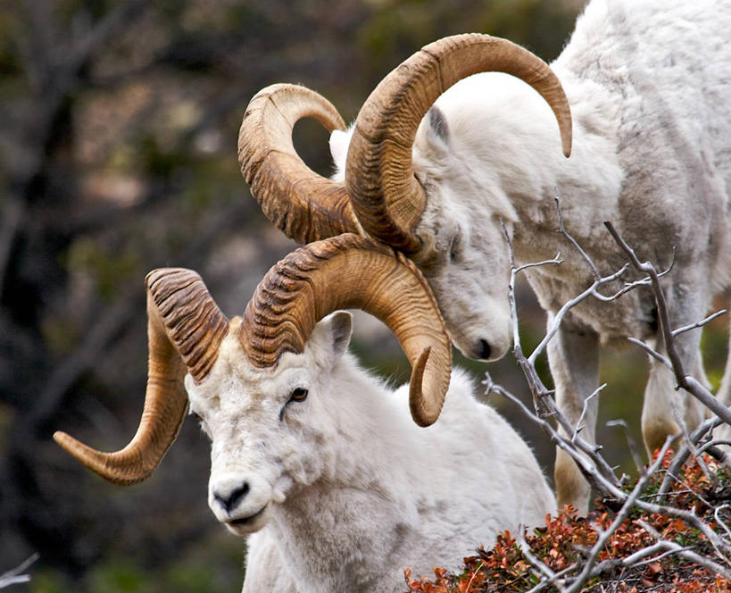 无人,横图,室外,白天,野生动物,美国,枝,动物,两只,放松,摄影,阿拉斯加,野生白山羊,触摸,彩图