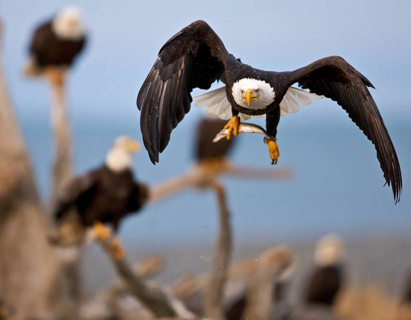 无人,横图,室外,白天,野生动物,美国,枝,飞,鱼类,自然,摄影,五只,接,白头鹰,阿拉斯加,彩图